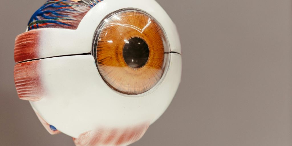 Diagram showing orbital fat pads around the eye structure